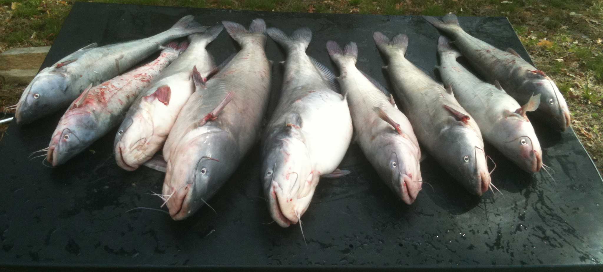 Catfishing bounty
