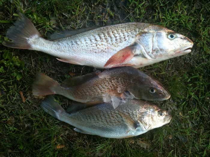 Catfishing bounty